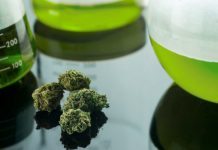 Medicinsk cannabis på väg till Danmark