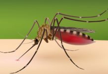 Vanligt antibiotikum har effekt på zikaviruset