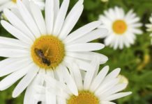 LmV har sommaruppehåll