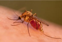 Monoklonal antikropp skyddade mot malaria