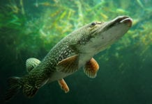 Sekretess ger luckor i miljöstatistik om läkemedel Läkemedelsvärlden