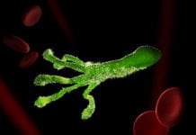 Magsårsbakterie ökar blödningsrisk helicobacter pylori