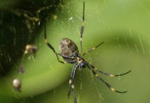 Höga koncentrationer av läkemedel funna i spindlar