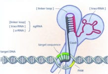 EMA-experter positiva till första Crispr-behandlingen Gensaxen CRISPR-Cas9. Illustration: Linnea Holmström Ljung.