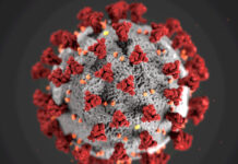 FHM efterlyser beredskap för nästa pandemi Coronavirus. Foto: CDC.