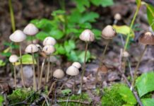 Psilocybin mot depression effektivt enligt studie i USA Läkemedelsvärlden