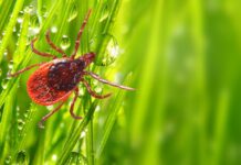 Smittskyddsläkare vill ha billigare TBE-vaccin Läkemedelsvärlden