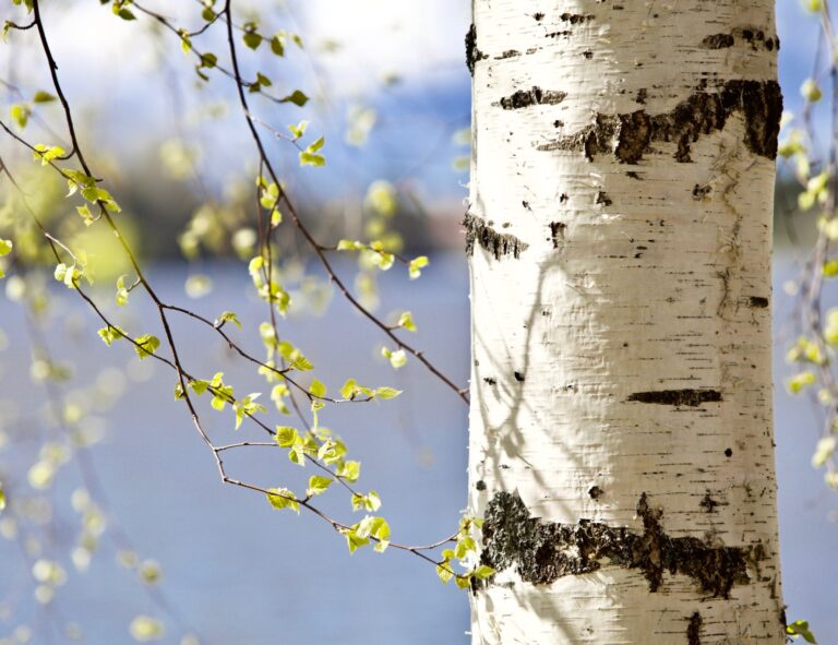 CHMP positiv till läkemedel med björknäverextrakt