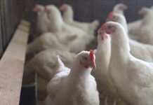 ”Vaccinationer inte aktuella i Sverige just nu” Läkemedelsvärlden