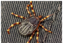 SVA vill ha din hjälp hitta nya farliga fästingarter