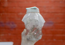 Bekämpar dengue med bakteriebärande myggor Bekämpning av denguefeber