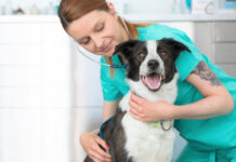 Nu får även veterinärer en app om kloka antibiotikaval Läkemedelsvärlden