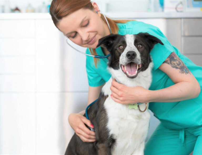 Nu får även veterinärer en app om kloka antibiotikaval