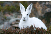 Rätt antibiotikaval viktigt vid harpest