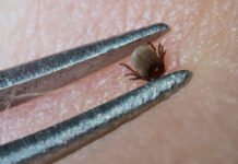 Företag rapporterar säljrekord för TBE-vaccin Läkemedelsvärlden