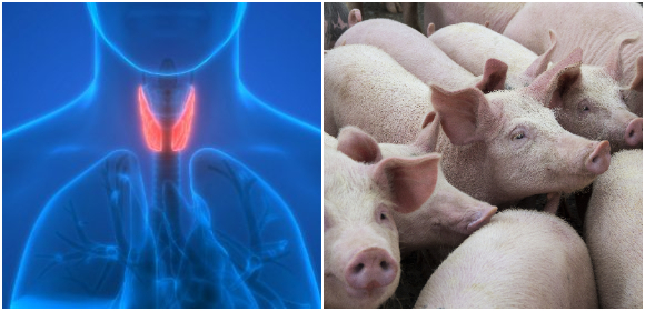 Rekord för hormon från svinsköldkörtel