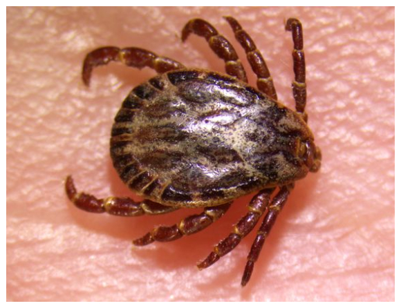 Ny fästing som kan sprida blödarfeber upptäckt