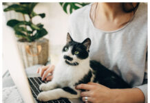 Många privata remissvar om höjt högkostnadsskydd Katt Kattägare Dator Djurägare Djurläkemedel Biverkningsrapportering WP1 Foto Istock